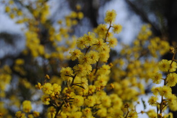 Wattle native Australian flower blooming in winter in the Blue mountains national park, Australia