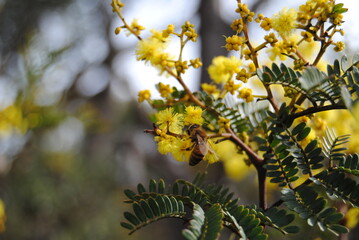 Wattle native Australian flower blooming in winter in the Blue mountains national park, Australia
