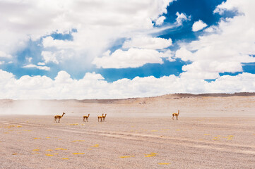 Wild vicunas on Altiplano plateau, Bolivia. South America's wildlife