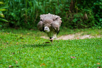 Close up image of Himalayan running on the ground.