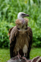 Close up image of Himalayan griffon vulture.