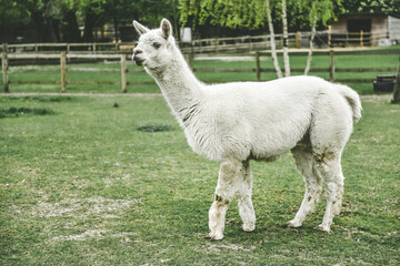 A Llama with beautiful eyes