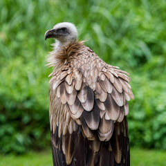 Close up image of Himalayan griffon vulture.
