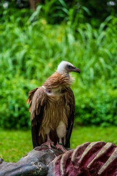 Close up image of Himalayan griffon vulture.