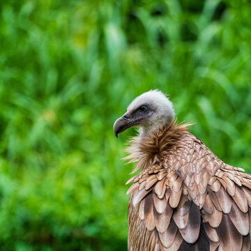 Close up image of Himalayan griffon vulture.