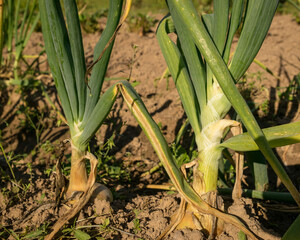 Fototapeta premium harvest time, picture with onions in the garden, summer
