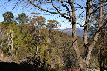 Fototapeta na wymiar The cliffs and the hiking trails in the Blue Mountains national park in Australia on the sunny winter day