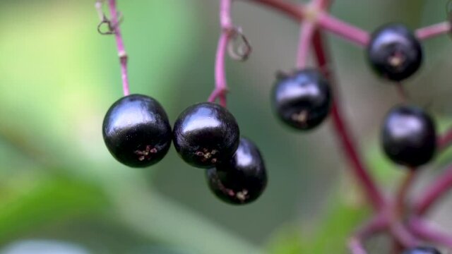 Ripe fruits of Black Elder in natural environment (Sambucus nigra) - (4K)