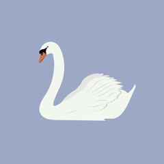 Vector illustration of a white swan