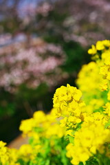 Obraz premium 黄色い絨毯のお花畑