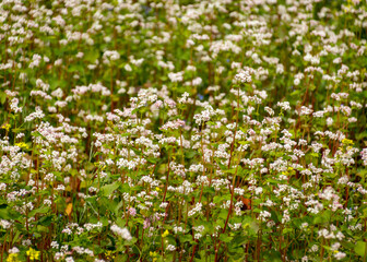 beautiful landscape with buckwheat field, close-up of white buckwheat flowers, summer time