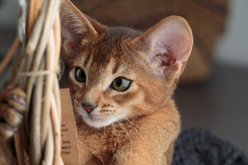 Abyssinian Kitten relaxing in her basket