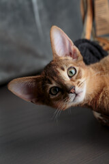 Abyssinian Kitten relaxing in her basket