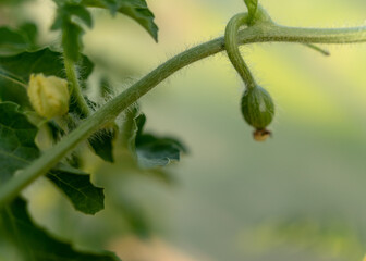 watermelon green leaves and flowers, summer time in the garden, watermelon plant