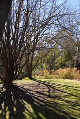 Fototapeta premium The outdoor garden by the house in rural Australia, The Blue Mountains national park