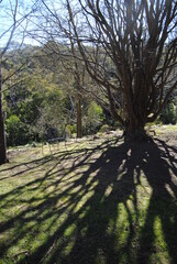 The outdoor garden by the house in rural Australia, The Blue Mountains national park