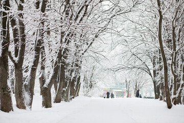 Winter landscape. Forest under the snow. Winter in the park.
