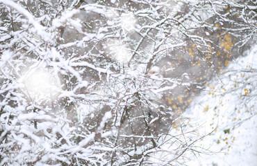 Fototapeta premium Winter Park. Landscape in snowy weather. January.