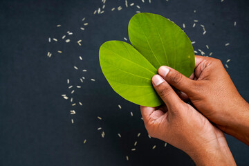 Indian festival Dussehra, green apta leaf in hand