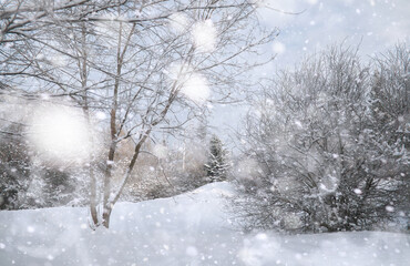 Fototapeta na wymiar Winter Park. Landscape in snowy weather. January.