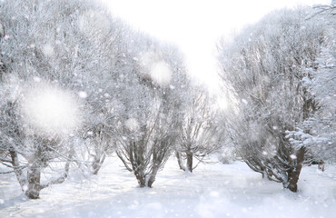 Winter Park. Landscape in snowy weather. January.