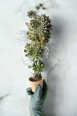 Seedling pots, planting seedlings and baby plants of sempervivum succulent plants. Plants, hand in glove holds a seedling pot. Green hands creative concept, marble stone background.