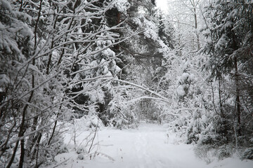 Winter landscape. Forest under the snow. Winter in the park.