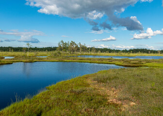 summer landscape from the swamp, white cumulus clouds reflect in the dark swamp water. Bright green bog grass and small bog pines on the shore of the lake. Nigula bog, Estonia.