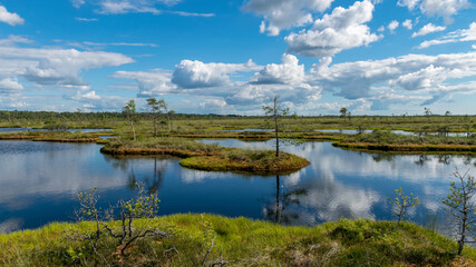 summer landscape from the swamp, white cumulus clouds reflect in the dark swamp water. Bright green bog grass and small bog pines on the shore of the lake. Nigula bog, Estonia.