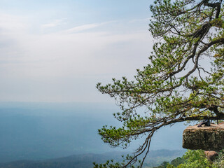 Beautiful scenery view of Lomsak Cliff on Phu Kradueng mountain national park in Loei City Thailand.Phu Kradueng mountain national park the famous Travel destination