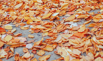 red and yellow autumn leaves, background