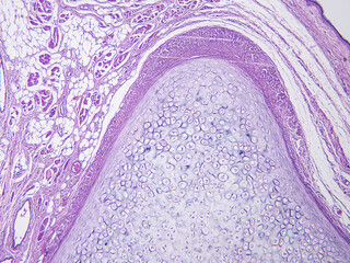 Histology of human tissue, show  epithelial tissue and connective tissue with microscope view  from...