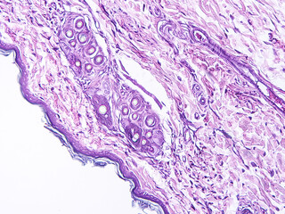 Histology of human tissue, show  epithelial tissue and connective tissue with microscope view  from the laboratory (not Illustration Designation)