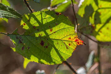 green leaves in autumn