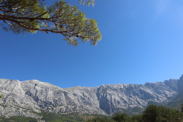 Obraz premium Panorama of rocky mountains overgrown with green trees and a pine tree with fluffy green branches in the sun against a clear sky on a sunny summer day. Croatia