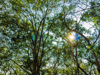 Fototapeta premium Worm eye view with sunlight in deep forest