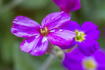 violet closeup