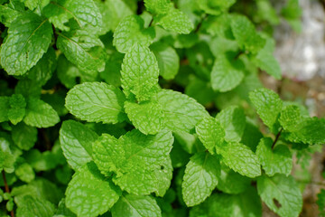 Mint plant grow at vegetable garden