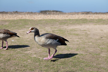 goose on a beach