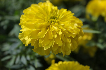 yellow flower in the garden