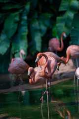 A group of Caribbean flamingos / American Flamingos wading through shallow water.