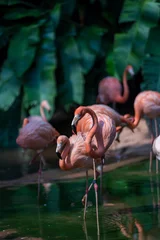 Fototapeten A group of Caribbean flamingos / American Flamingos wading through shallow water. © hit1912