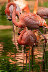 A group of Caribbean flamingos / American Flamingos wading through shallow water.