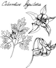 Hand-drawn botanical illustration of columbine flowers. Each element is isolated. Very easy to edit for any of your projects. Vector illustration