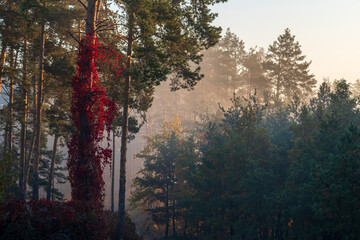 Pine overgrown with virginia creeper illuminated by the sun in the morning forest.