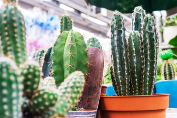Sale of exotic cacti in a specialized store. Close-up.