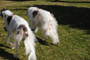 The Russian borzoi dogs in the park in the Blue Mountains, Australia