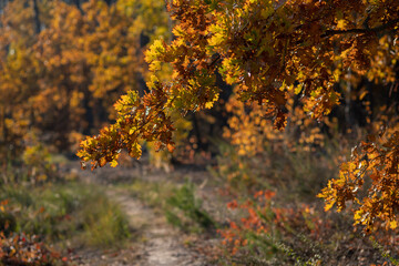 Autumn landscape with yellow oak leaves against the background of a country road in the forest. Selective focus.