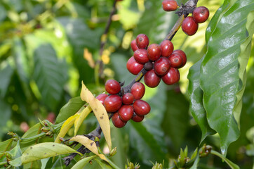 Many of the fresh red coffee in the farm that farmers grow professionally to produce roasted coffee for drinking.