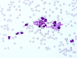 Histology of human tissue, show  epithelial tissue and connective tissue with microscope view  from laboratory (not Illustration Designation)